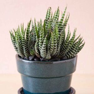 Low-maintenance indoor plants for home