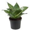 Easy-to-grow indoor plants for busy people