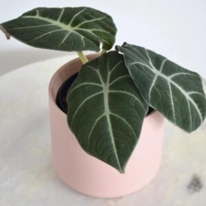 Indoor plants that absorb moisture