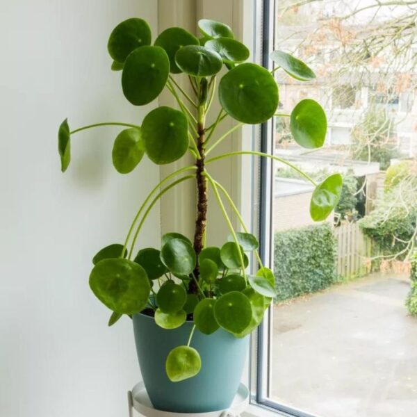 Indoor plants for creating a calming atmosphere