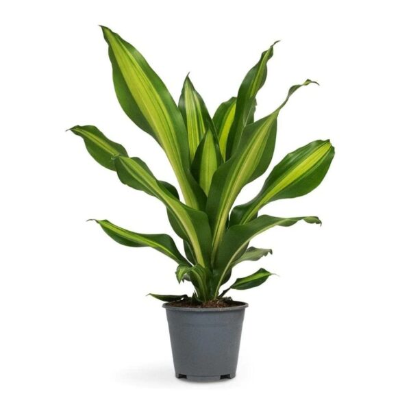 Indoor plants for improving indoor air quality