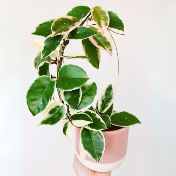 Indoor plants with minimal care requirements