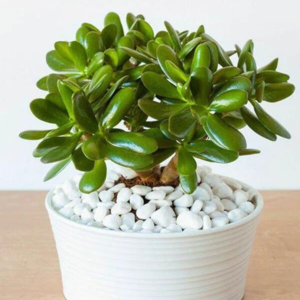 How to care for indoor plants in winter