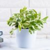 Top indoor plants for office desks