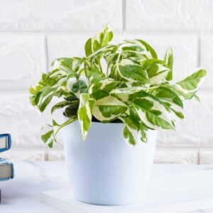 Top indoor plants for office desks