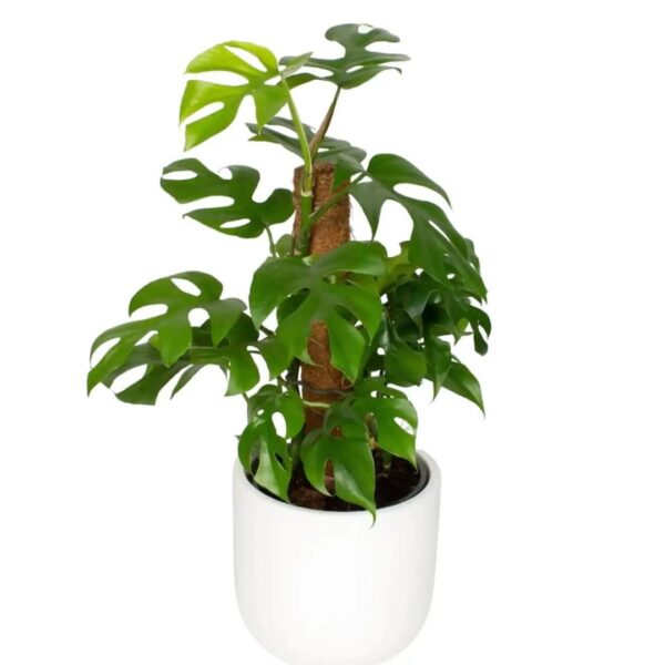 Indoor plants that grow well in apartments