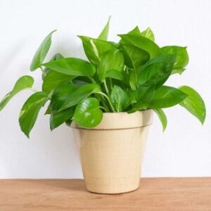 Indoor plants that thrive in small spaces