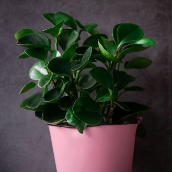 Indoor plants safe for pets and kids