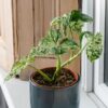 Indoor plants that require no sunlight